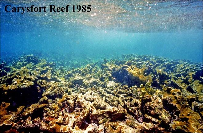 Reef time series - Carysfort Reef, Florida Keys, 1985.  © Philip Dustan